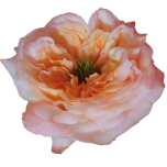 Melon X-Pression Roses de jardin d'Equateur Ethiflora